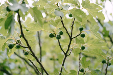 Many fruits of green figs on tree branches covered with raindrops.