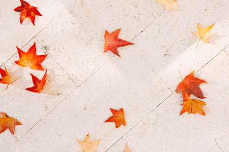 Fiery fallen maple leaves on the white marble floor.の写真素材