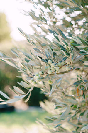A close-up of green olive fruit on the branches of the tree among the foliage.の写真素材