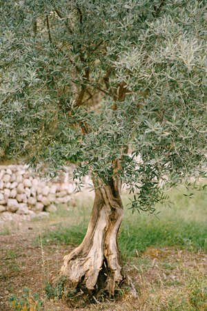 Fluffy olive tree in the forest, green leaves on tree branches.の写真素材