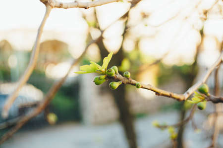 A branch on a fig tree with small fruits and recently dissolved leaves.の写真素材