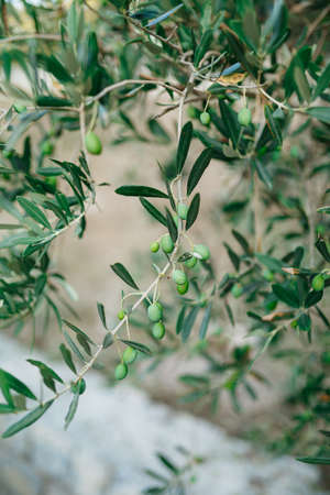 A close-up of green olives on the branches of the tree.の写真素材