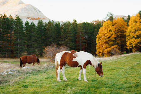 A brown horse and a white-brown horse graze on a green meadow, against the backdrop of mountains and...