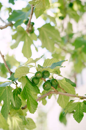 Large fig fruits in the foliage on the tree.