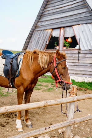 A brown horse in a paddock near a wooden house.の写真素材