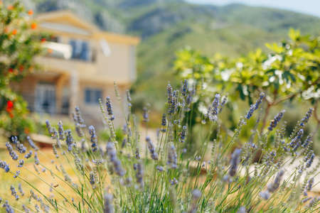 A close-up of the flowering lavender bushes.の写真素材