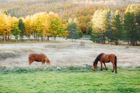 Two brown horses graze on a green meadow against the yellow autumn forest.の写真素材