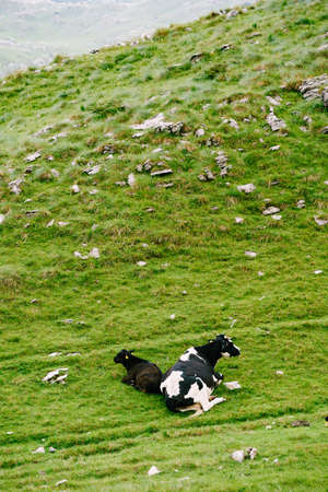 A black-and-white cow lies on the grass near a black calf on the green grass.