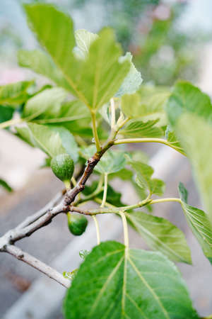 Green raw figs on the branch of a fig tree with morning sun lightの写真素材