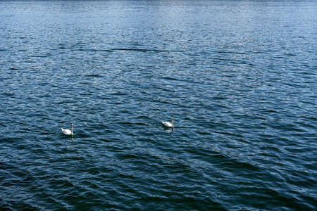 Two swans swim on the water on Lake Como in Italy.の写真素材