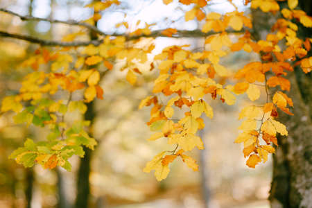Autumn yellow foliage on the trees in autumn in the forest.