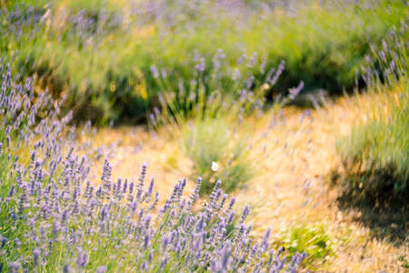 A close-up of flowering lavender bushes in the field.の写真素材