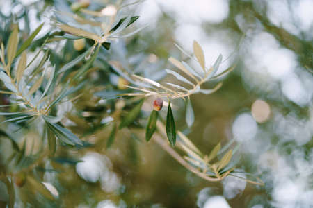 Ripe black olives on the branches of the tree.の写真素材