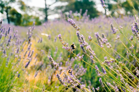Bumblebees collect pollen from the flowering flowers of lavender.の写真素材