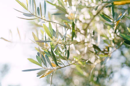 Close-up of the flowering branches of the olive tree.の写真素材