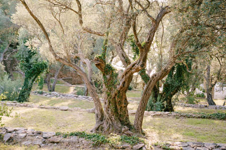 The trunk of an olive tree is entwined with green and dry ivy.の写真素材