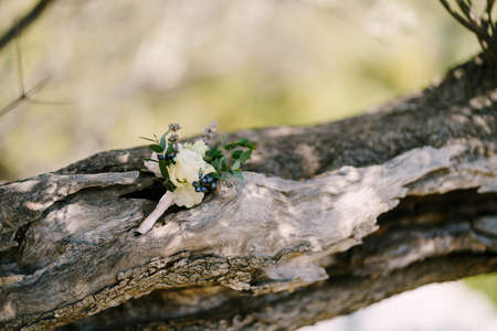 A budier for the groom of a white rose on the bark of a tree.