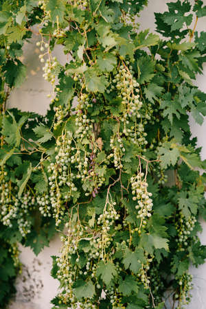 Bunches of grapes in leaves on a white wall