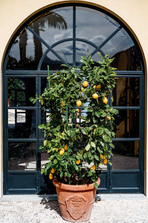Lemon tree in a pot, with yellow fruits on the foliage and branches.の写真素材