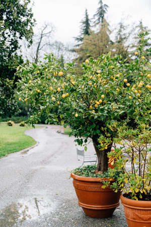 Lemon tree in a clay pot with a lot of yellow lemon fruits.の写真素材