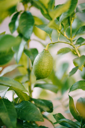Close-up of the green lemon fruit on the branches of the tree among the foliage.の写真素材