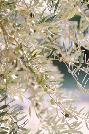 A close-up of green olive fruit on the branches of the tree among the foliage.