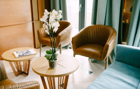 White flower Phalaenopsis orchid in a cup on a small round table with armchairs and a blue sofa near...
