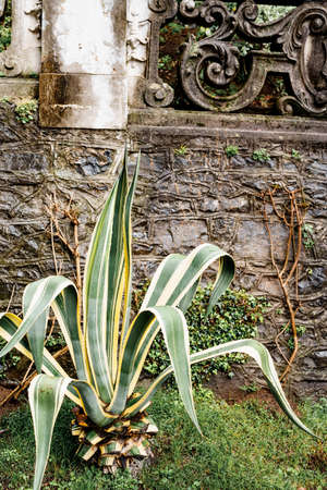 A large agave bush near an old wrought-iron fence.の写真素材