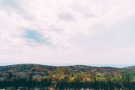 Burnt trees and shrubs after the fire. Black charred plants.の写真素材