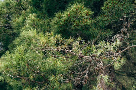 Pine tree branch with cones and green needles.の写真素材
