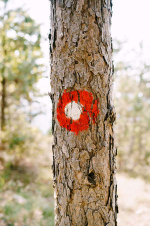 Red dot hiking sign on a tree. Red circle with a white dot. Direction signs of the hiking trail and its difficulty.の写真素材