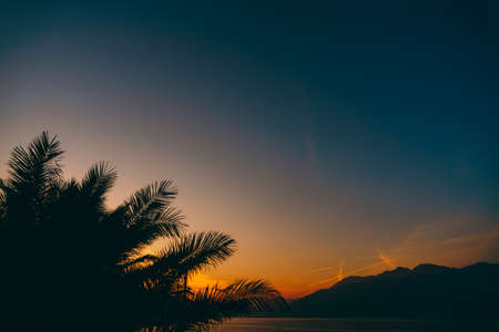 The silhouette of palm tree branches against the sunset sky.の写真素材