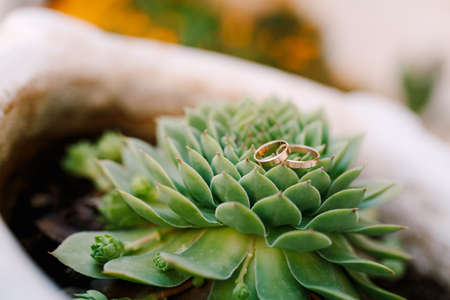 Close-up of wedding rings for the bride and groom at the wedding on the eonium plant on a blurred...