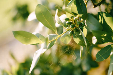 Cobweb on the branch of the noble laurel, under berries and bay leaves.の写真素材