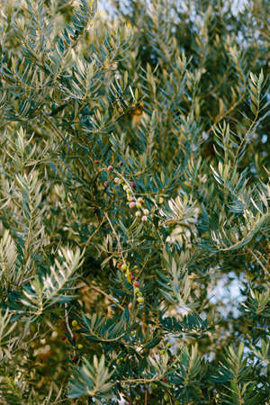 Ripe black olives on the branches of the tree.