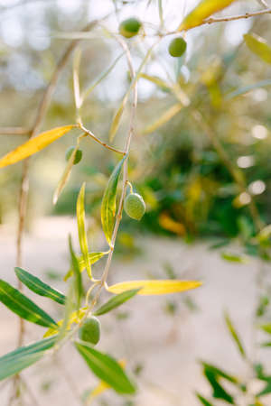 A close-up of green olive fruit on the branches of the tree among the foliage.の写真素材