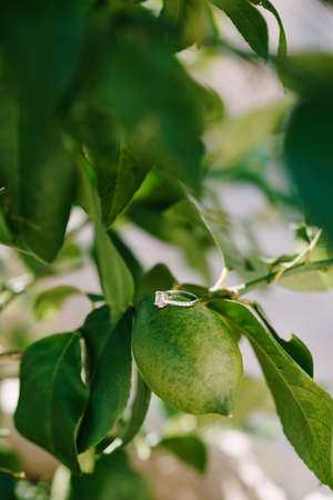 The brides engagement ring on a green lemon, on a tree branch.の写真素材