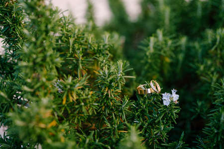 Gold rings of the bride and groom on a green background in the sprigs of rosemary.の写真素材