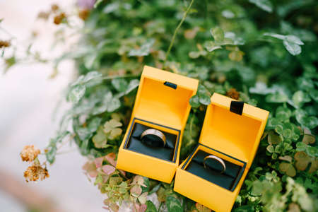 Two yellow boxes with wedding rings on a background of green plants.の写真素材