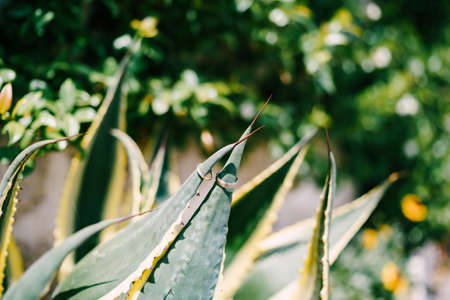 Wedding rings for the bride and groom on the branches of the agave.