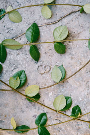 Two rings for the bride and groom on a gray texture with branches with green leaves.の写真素材