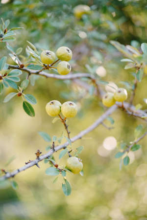 Small green apples on tree branches in the garden.