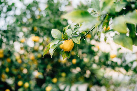 Yellow lemon fruit on the branches of the tree among the foliage, covered with raindrops.