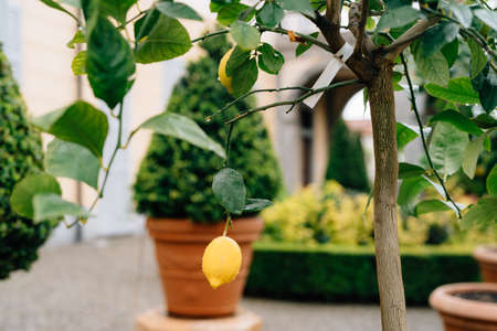 Yellow lemon fruit on the branches of the tree among the foliage, covered with raindrops.の写真素材