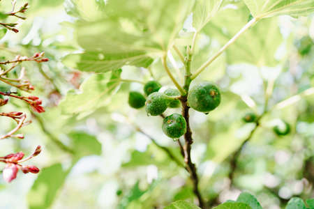 Close-up of green fig fruit in raindrops on tree branches.