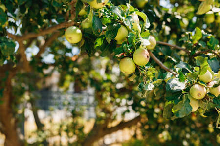 Branch on a tree with ripe green apples on a blurred background.の写真素材