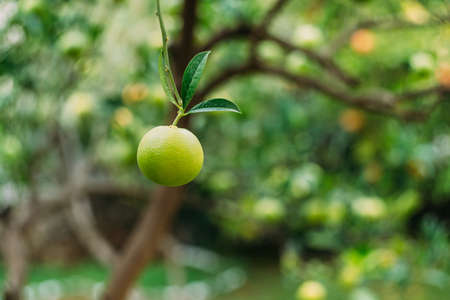Close-up of one green tangerine on a tree branch with green foliage.の写真素材