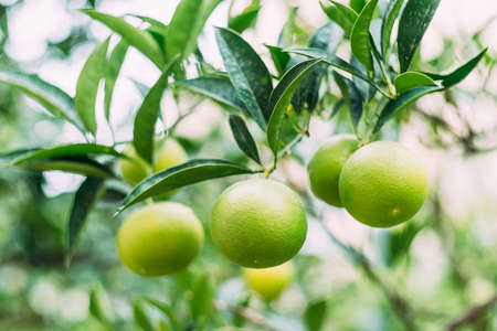 Close-up of green tangerines on tree branches.の写真素材