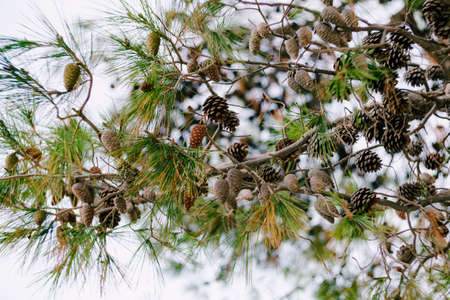 A lot of dry pine cones on the tree, against the blue sky.の写真素材