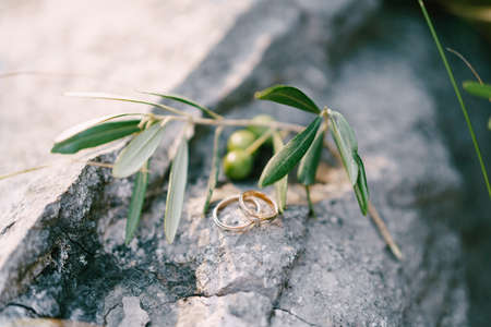 Wedding rings of the bride and groom on a stone texture with a sprig of olive tree with fruits on a blurred background.の写真素材